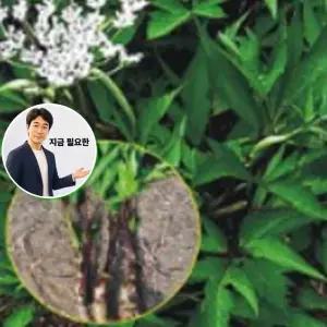 지금 필요한 식물씨앗 품종 씨앗 작물 종자 채소 일당귀 한국 1800립