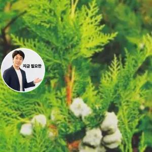 지금 필요한 편백나무씨 편백나무 피톤치드 나무 씨앗 500립 품종 종자
