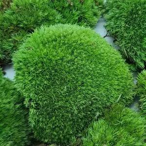 이끼분재 식물분경 분재식물 WFGO06Q 식물 이끼석부작 석부작