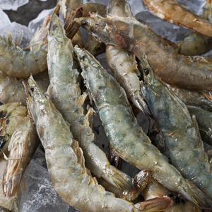 국내산 제철 생새우 활새우 1kg 흰다리새우