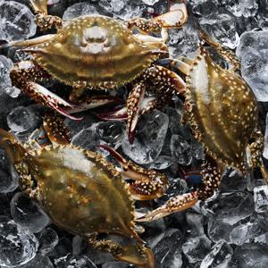 연평도 꽃게 제철 급냉 암숫꽃게 1kg