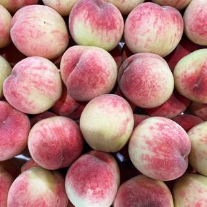 하우스 복숭아 1kg 특대과 3-4과