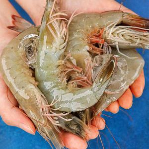 100% 국내산 고소하고 담백한 활 흰다리 새우 (500g, 1kg)
