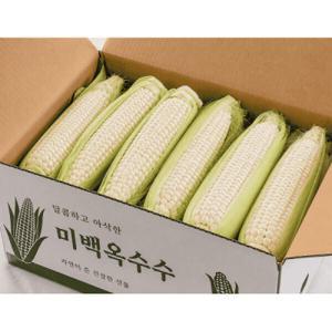 한정특가 쫀득 신선한 강원도 미백옥수수 특품