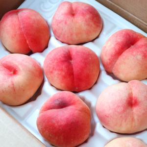 원조 아삭과즙 딱딱이 복숭아 2kg (9-10과내외)