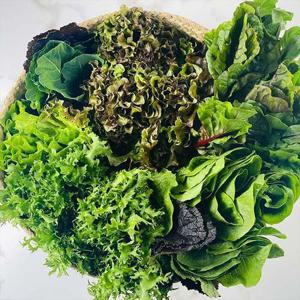 농협선별 국내산 유러피안 샐러드 1kg (6종)