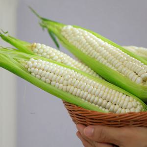 [자연품애 옥수수] 괴산대학찰옥수수 20개입(17cm내외)