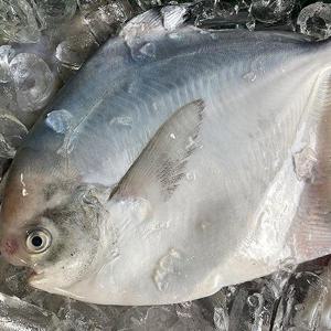 국내산 병어 3kg
