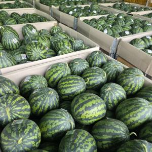 [대한민국농수산] 고당도 꿀 수박 가정용 수박 5-6kg