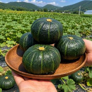 제주 미니 밤호박 소과 10kg