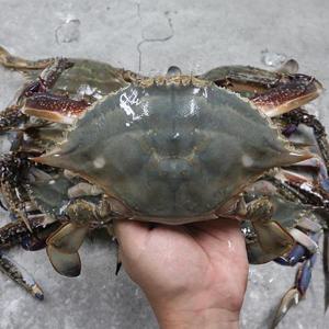 살이 꽉찬 서해안 꽃게 1kg