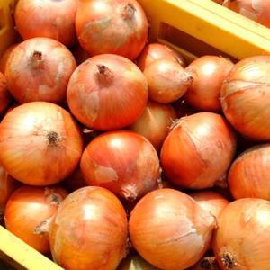 26년 첫수확! 아삭달큰 국내산 햇 양파 10KG (대)