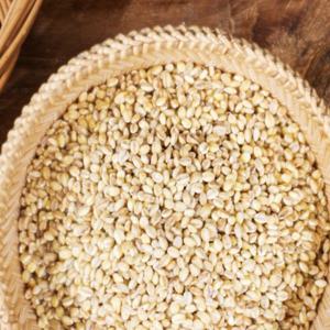 찰보리 1kg 26년산 국산  부드러운보리 당뇨에좋은 [단의잡곡]