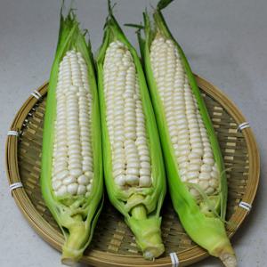 [자연품애]괴산 대학 찰옥수수 10개입(17cm내외)