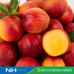 농협직송 영천 천도복숭아 3kg 로얄과(24-27과)