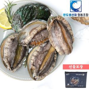 [완도생산자협동조합]왕특대 활전복 1kg (9-10미) 산소포장+선물포장 /생산자직송