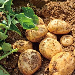 [더자인] 포슬포슬 국내산 햇감자 3kg 대(70-100g)