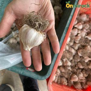 온미락 햇 경북 의성 마늘 육쪽마늘 중 1KG (40-49개내외) 토종 한지형 통마늘 선별 산지직송