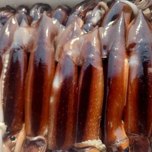 산지직송 생물 초코 오징어 8-10미/총2kg내외