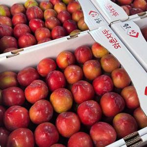 고당도 단단한 와촌 대석자두 2kg 프리미엄과