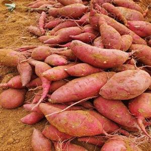 해남 베니하루카 꿀 고구마 특상 2kg (비세척)