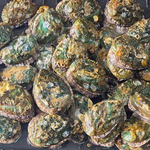 산소포장 활전복 꼬마 40미 내외 1kg