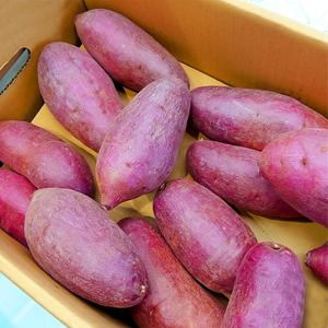 해나미 애플구마 2kg 특상 해남 세척 꿀 고구마  베니하루카