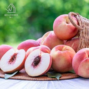 갤러리아_[웰굿] 당일수확 경북 달콤한 백도 복숭아 2.5kg(8과,특대과)