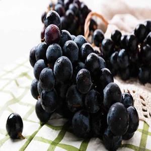 국내산 영동 김천 캠벨포도 가정용 1kg /2~4송이내외
