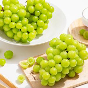 [더조은] 당도보장 샤인머스캣 (특품) 2수 1.6kg / 에어팩 포장