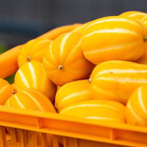 꿀참외 성주 참외 가정용 5kg (11-20과) 산지직송 당도보장 LD