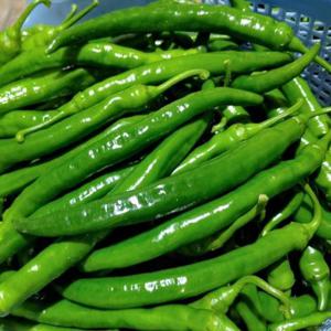 싱싱 국산 롱그린 고추 500g 특 아삭이고추 롱그린 풋고추 아삭고추 청고추