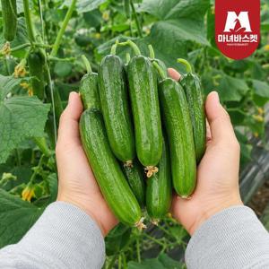 [마녀바스켓] 산지직송 국내산 껍질이 얇은 아삭한 미니오이 1kg (8-12개 내외)