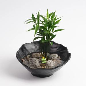 죽백나무 작은연못 수경재배 DIY 세척 키우기 쉬운 좋은 수중 어항 수경