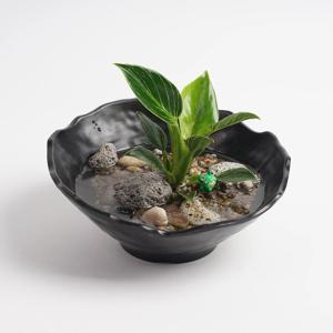 버킨콩고 작은연못 수경재배 DIY 세척 키우기 쉬운 좋은 수중 어항 수경