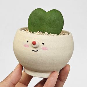 하트호야와 캐릭터 곰돌이 화분