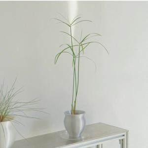 시페루스 - pot 130