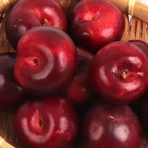 새콤달콤 체리 자두 1kg