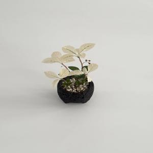 핑크산호수 화산석화분 키우기 쉬운 인테리어 식물