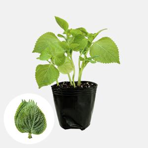9개 세트 깻잎모종 텃밭 채소키우기 식물키우기 베란다텃밭 베란다정원 주말농장