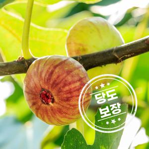 메달스 영암 홍무화과