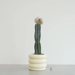 밍크선인장 크림레이어 인테리어화분 고급식물 선인장 대형화분 실내식물