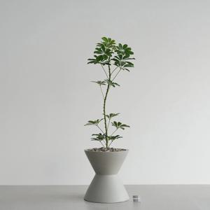굽은 줄기 홍콩야자나무 MG-2 그레이 인테리어화분 거실식물 공기정화 입주화분