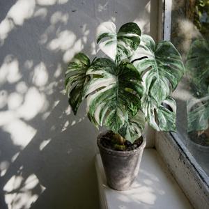 Still Green / 무늬 몬스테라 알보 조화 빈티지 토분 화분 오브제