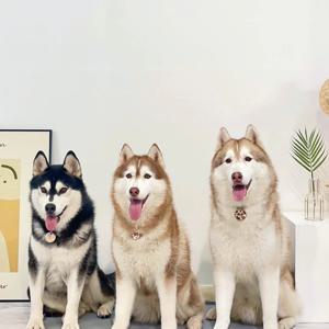 실리킹 국내생산 특대형 대형견 강아지 실리콘 논슬립 배변판 대형 배변매트 애견화장실