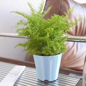 솜사탕 고사리 공기정화 미니 작은 소형 반려 희귀 감성 특이한 음지 양치 키우기 쉬운 식물