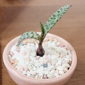 실라 키우기 쉬운 미니 아프리카 괴근 다육 식물 선인장 키우기 다육이 집들이 이사 선물