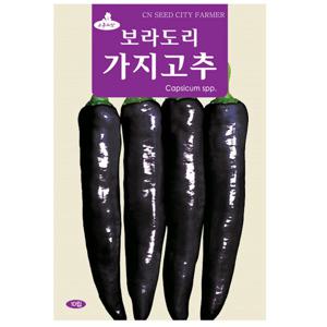 가지고추 씨앗 10립 자색 고추씨앗 보라도리