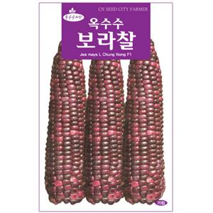 보라찰옥수수 씨앗 70립 자색 옥수수