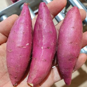 세척 꿀고구마 베니하루카 2/3kg